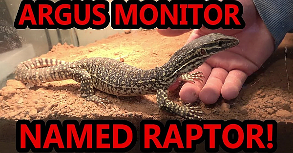 Raptor Training: 1st Week