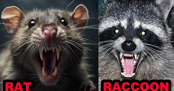 Mink And Dogs Do Pest Control Along The Canal