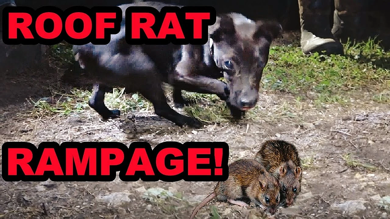Roof Rat Ratting Rampage!