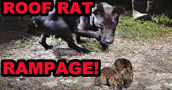 Roof Rat Ratting Rampage!