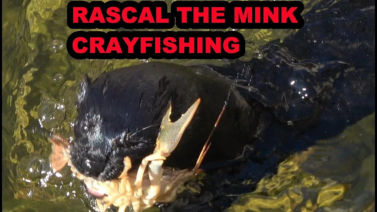 Rascal Catching Crayfish.