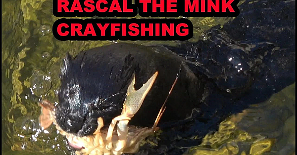 Rascal Catching Crayfish.