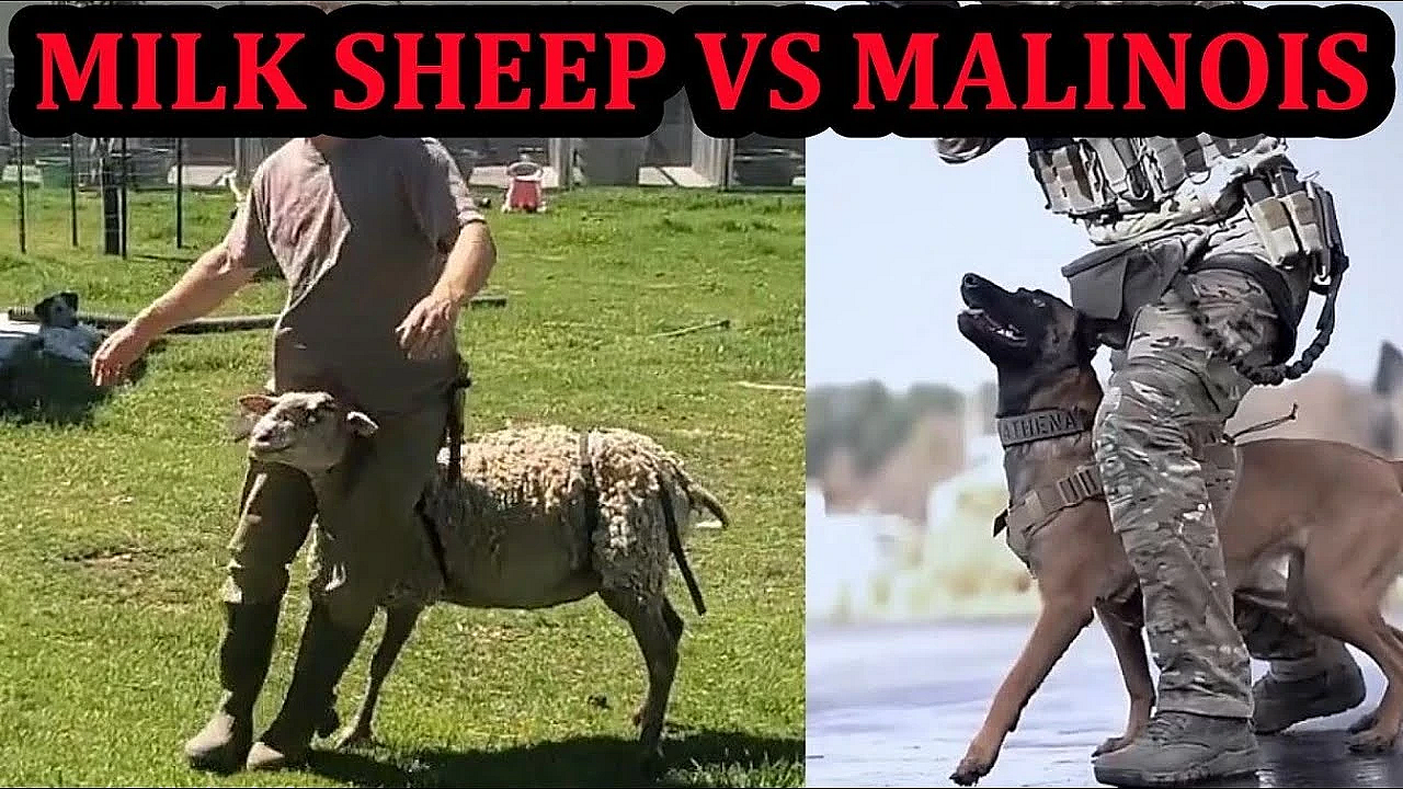Tactical Milk Sheep!