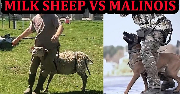 Tactical Milk Sheep!