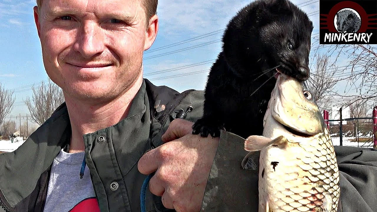 Fishing With A Mink! Black Mamba At It Again.