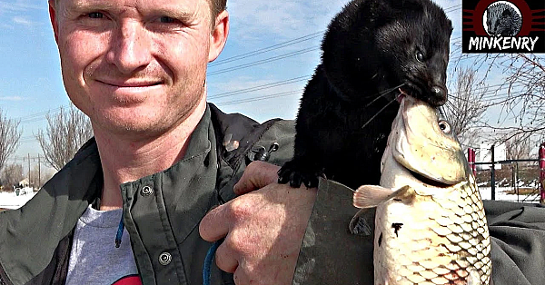 Fishing With A Mink! Black Mamba At It Again.