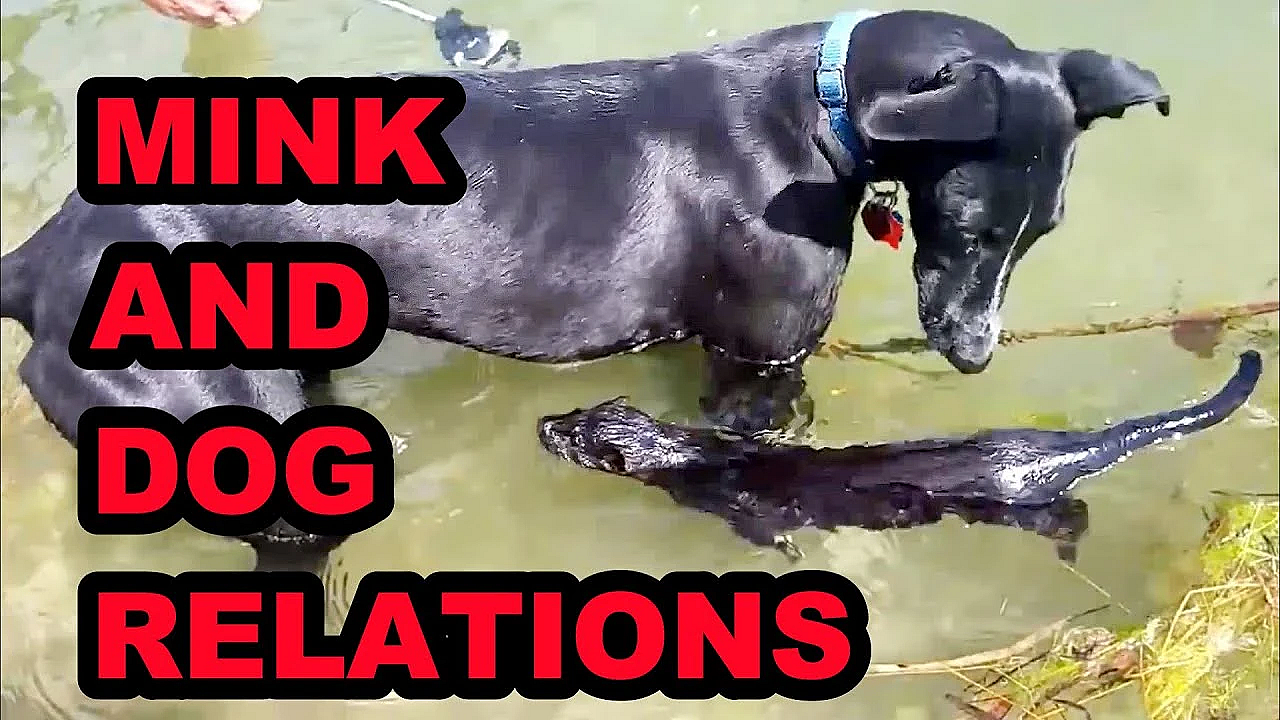 Killer Mink And Man's Best Friend