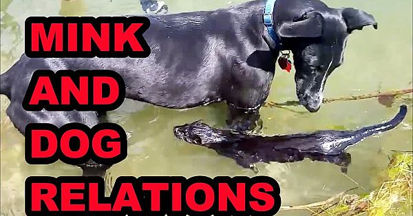 Killer Mink And Man's Best Friend