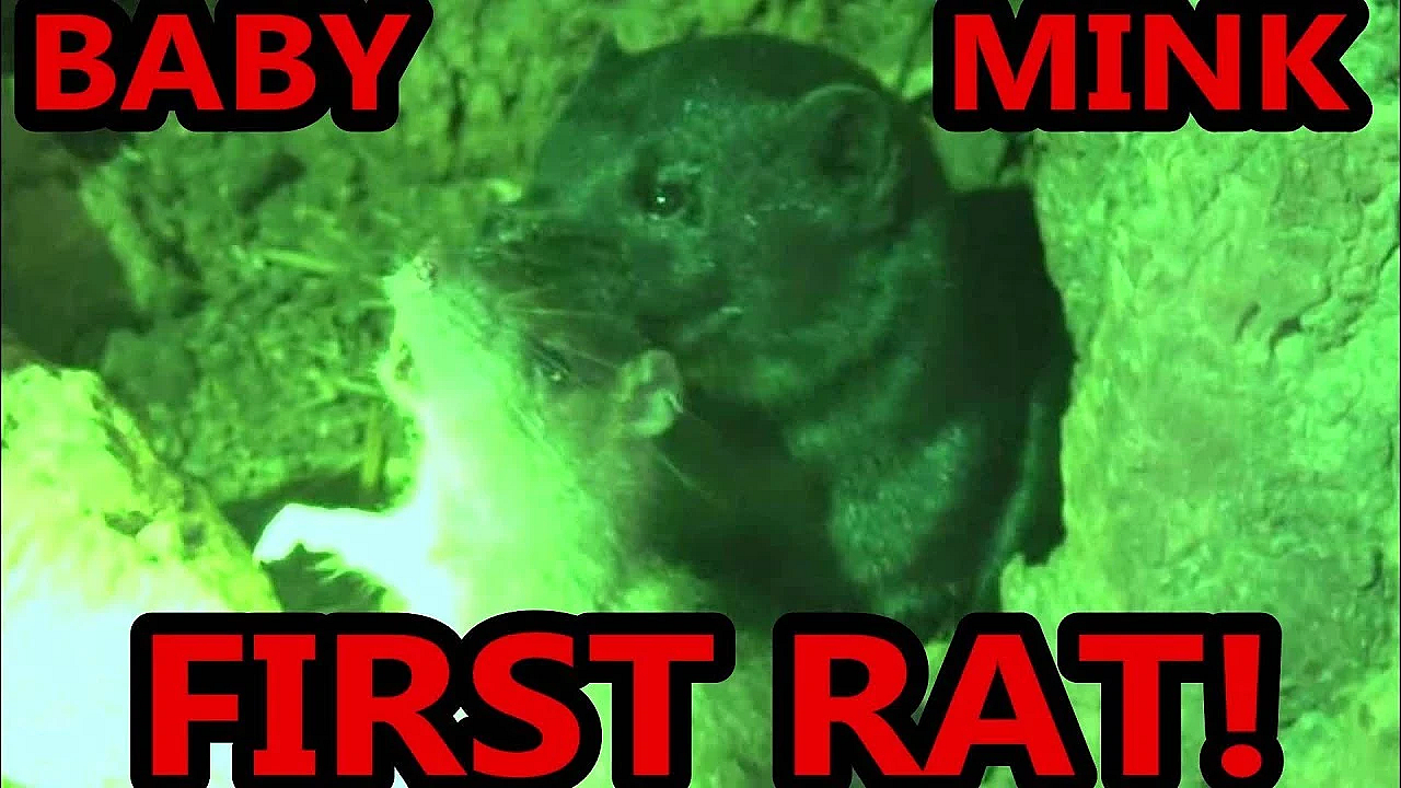 Baby Mink First Ratting