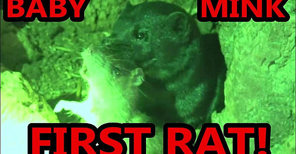 Baby Mink First Ratting