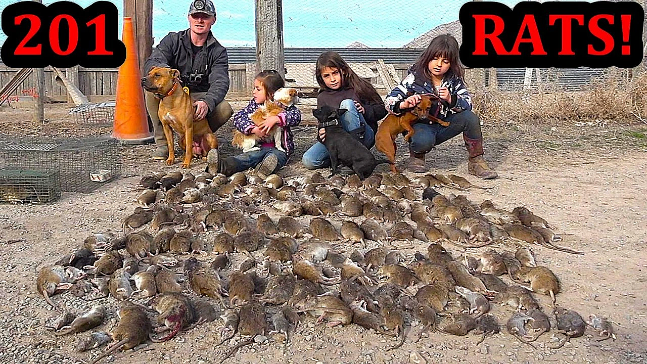 201 Rats Cleared Off Farm With Mink And Dogs!