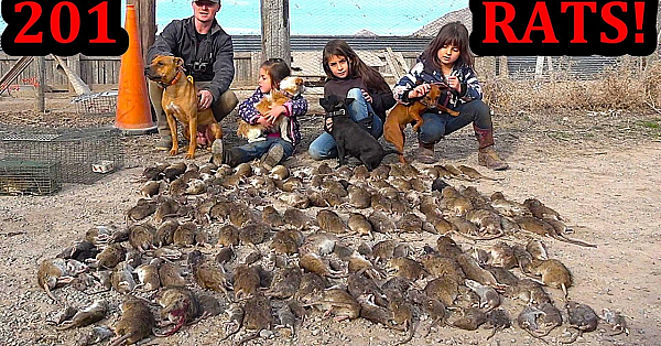 201 Rats Cleared Off Farm With Mink And Dogs!