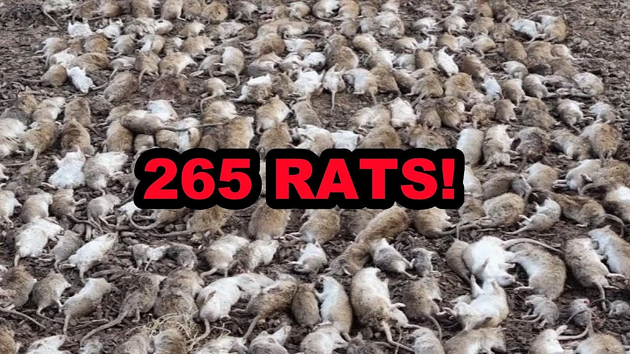 Eratication! 263 Rats Caught By Dogs In One Day!