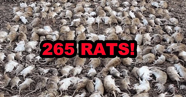 Eratication! 263 Rats Caught By Dogs In One Day!