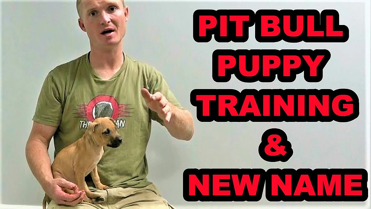 New Name And Training For My Pit Bull Puppy!