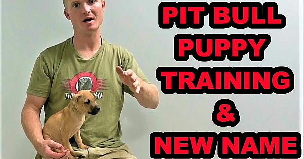 New Name And Training For My Pit Bull Puppy!