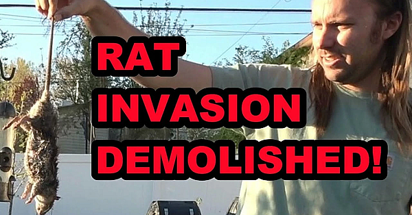 Dogs Demolish Rat Invasion In Minutes!!!