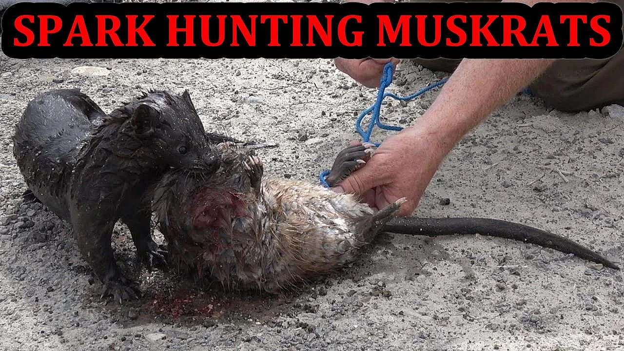Spark The Mink Gets A Double Hunting Muskrats