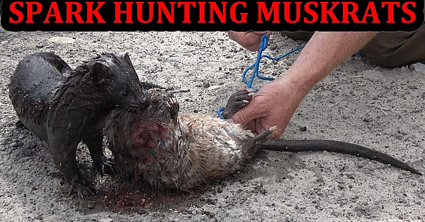 Spark The Mink Gets A Double Hunting Muskrats