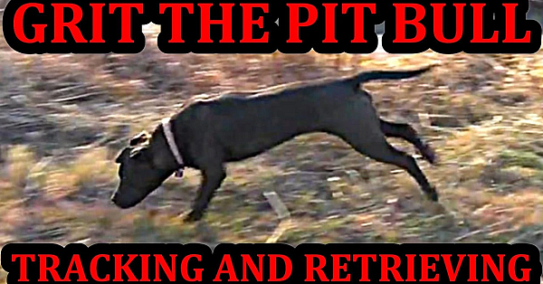 Grit Tracking And Retrieving Training At 5.5 Months Old