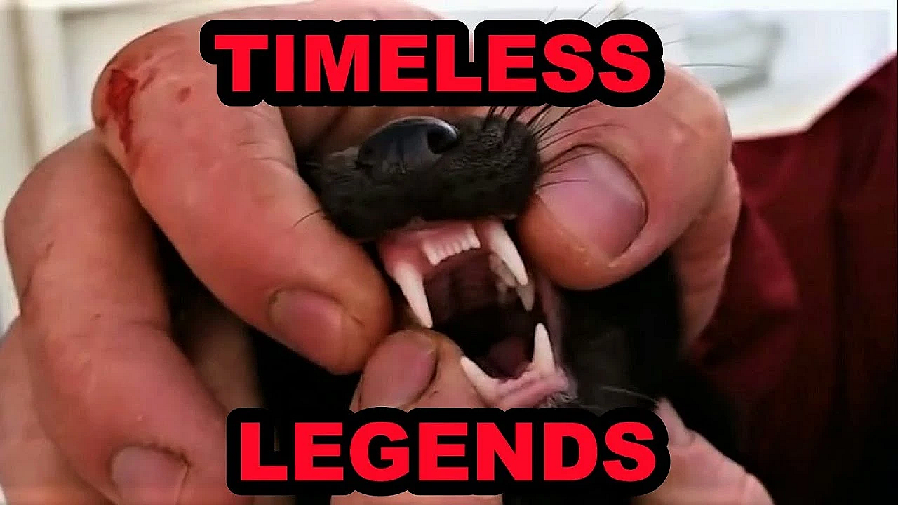 Muskrat Slayers: The New Era!