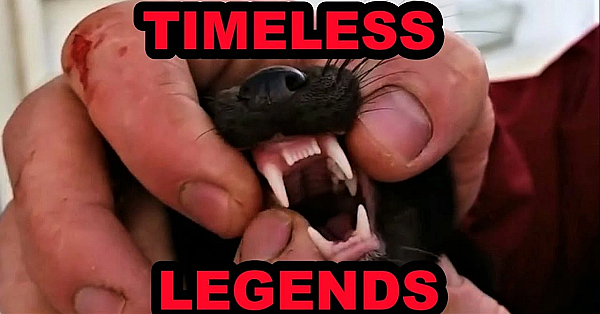 Muskrat Slayers: The New Era!