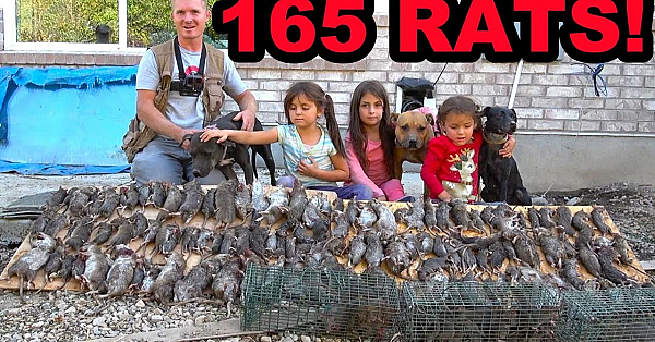 House Infested With 165 Rats!!!