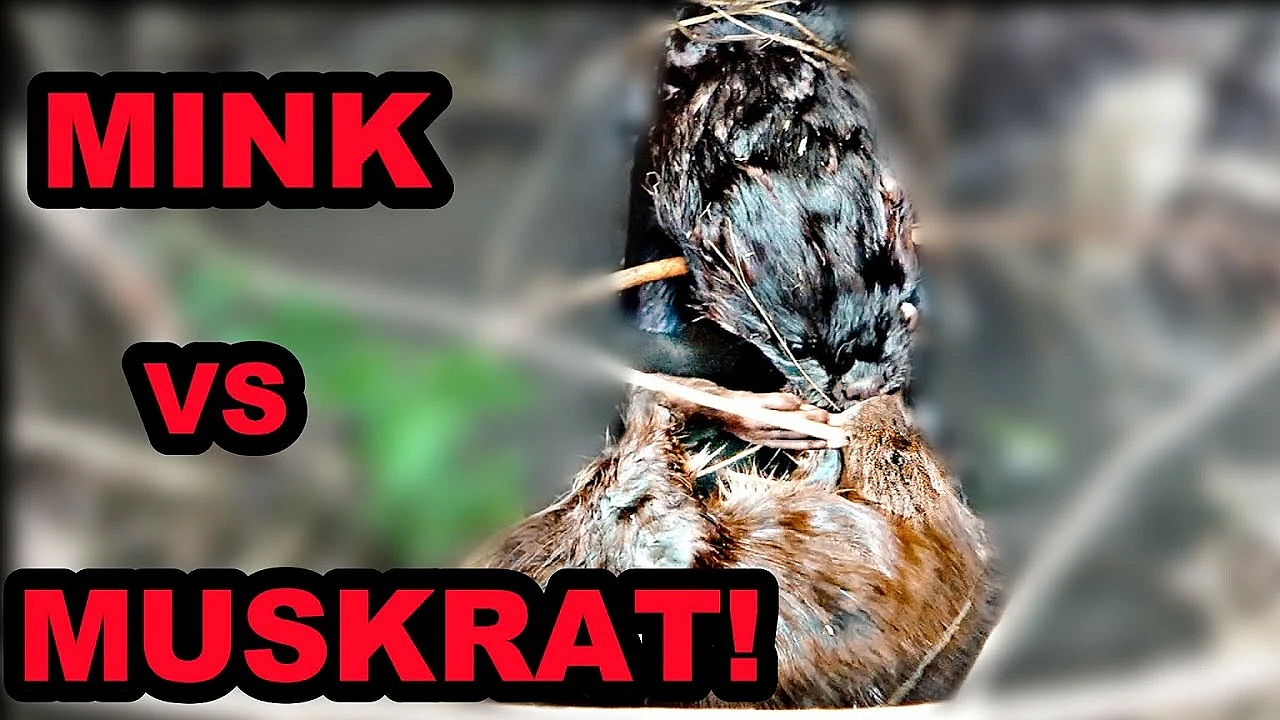 Epic Underwater Battle!