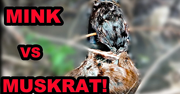 Epic Underwater Battle!