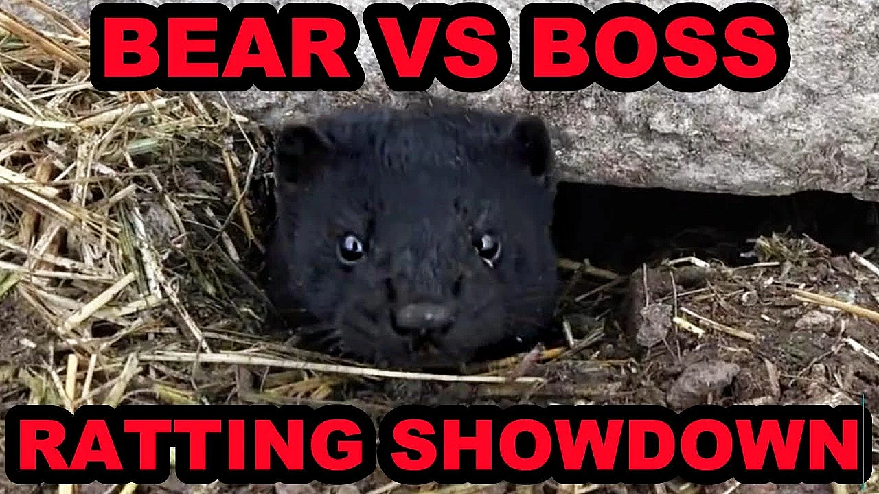 Rat Infestation Destroyed By Bear The Mink!