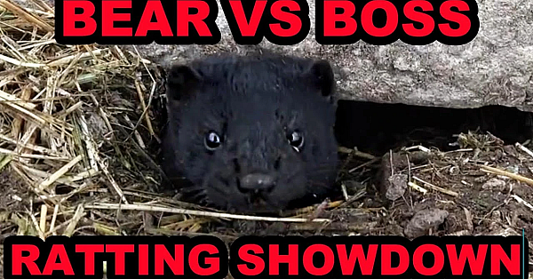 Rat Infestation Destroyed By Bear The Mink!