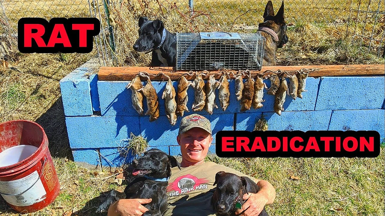 Backyard Rat Eradication!