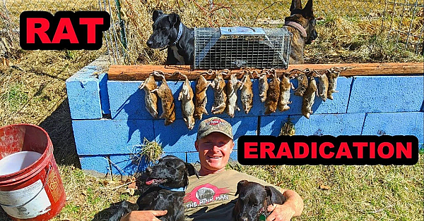 Backyard Rat Eradication!