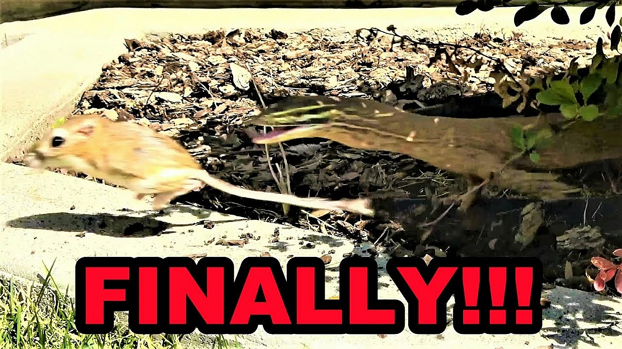 The Raptor Video You've Been Waiting For!