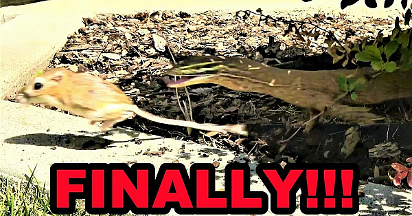 The Raptor Video You've Been Waiting For!