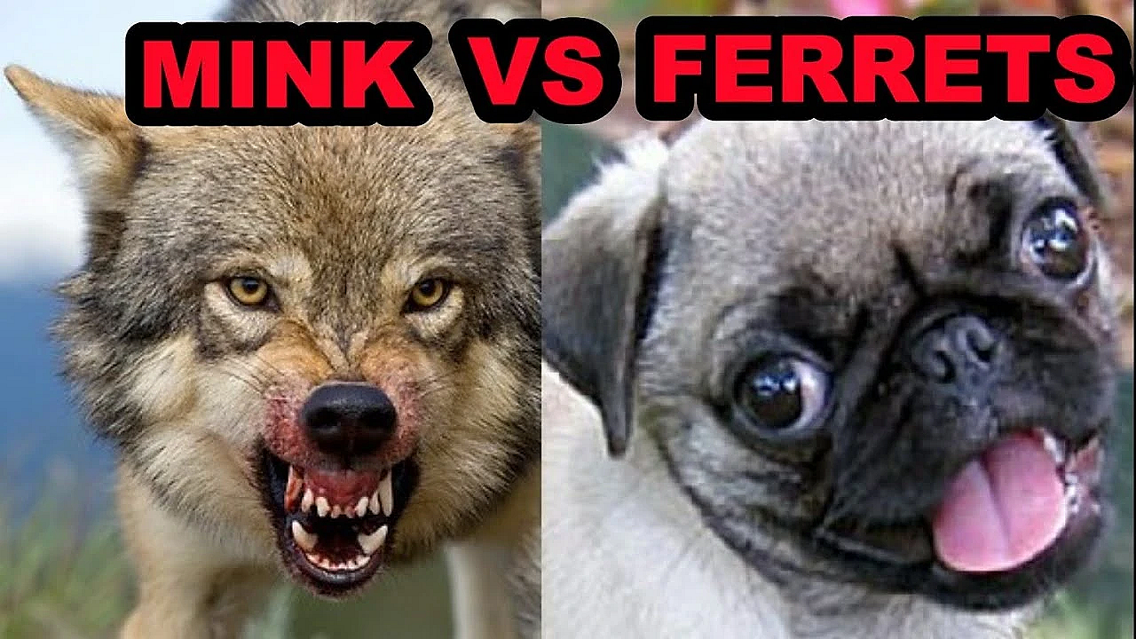 What Makes A Better Pet? Mink Vs Ferrets.