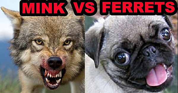 What Makes A Better Pet? Mink Vs Ferrets.