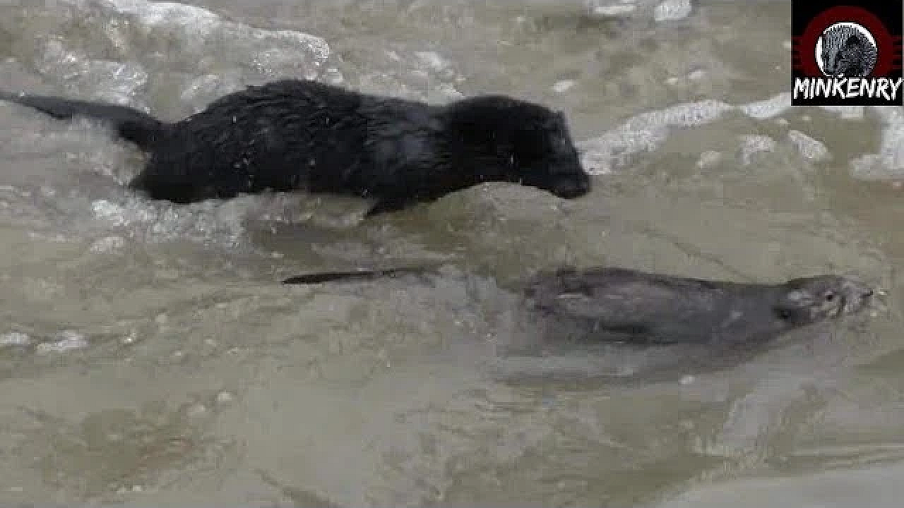 Awesome 2mink Hunting Muskrats (hush Colab)
