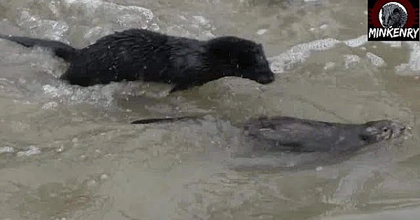 Awesome 2mink Hunting Muskrats (hush Colab)