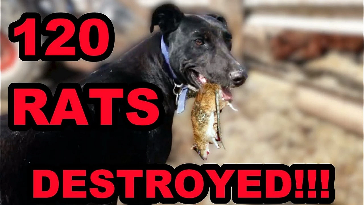 120 Rats Destroyed By Mink &amp; Dogs (not Facts And Logic)
