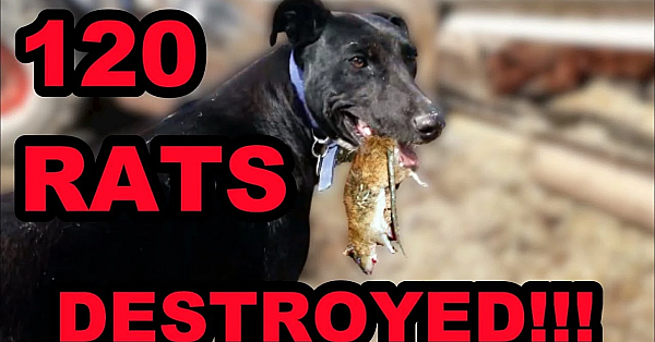 120 Rats Destroyed By Mink &amp; Dogs (not Facts And Logic)