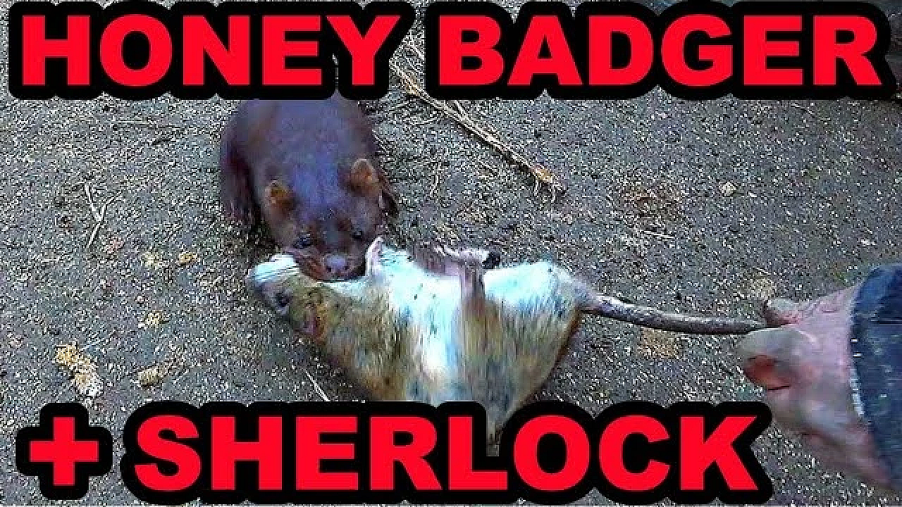 Honey Badger And Sherlock The Mink Wipe Out Rat Infestation!