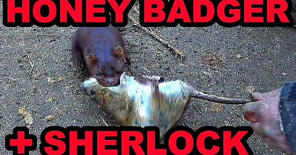 Honey Badger And Sherlock The Mink Wipe Out Rat Infestation!
