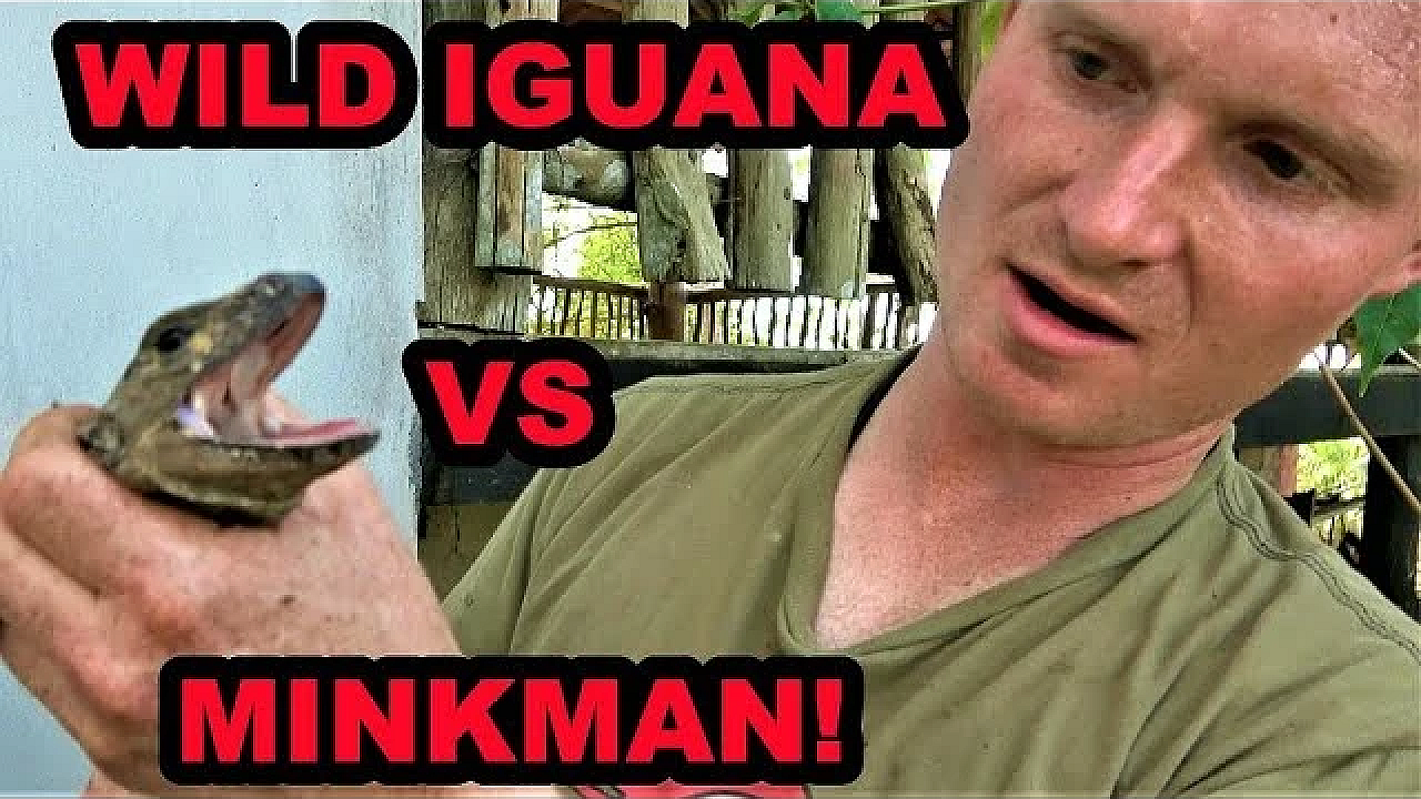 Wild Iguanas In Central America!