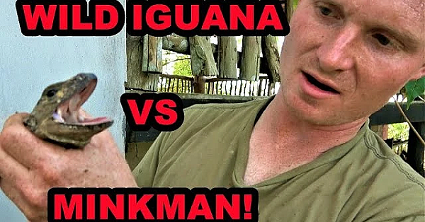 Wild Iguanas In Central America!