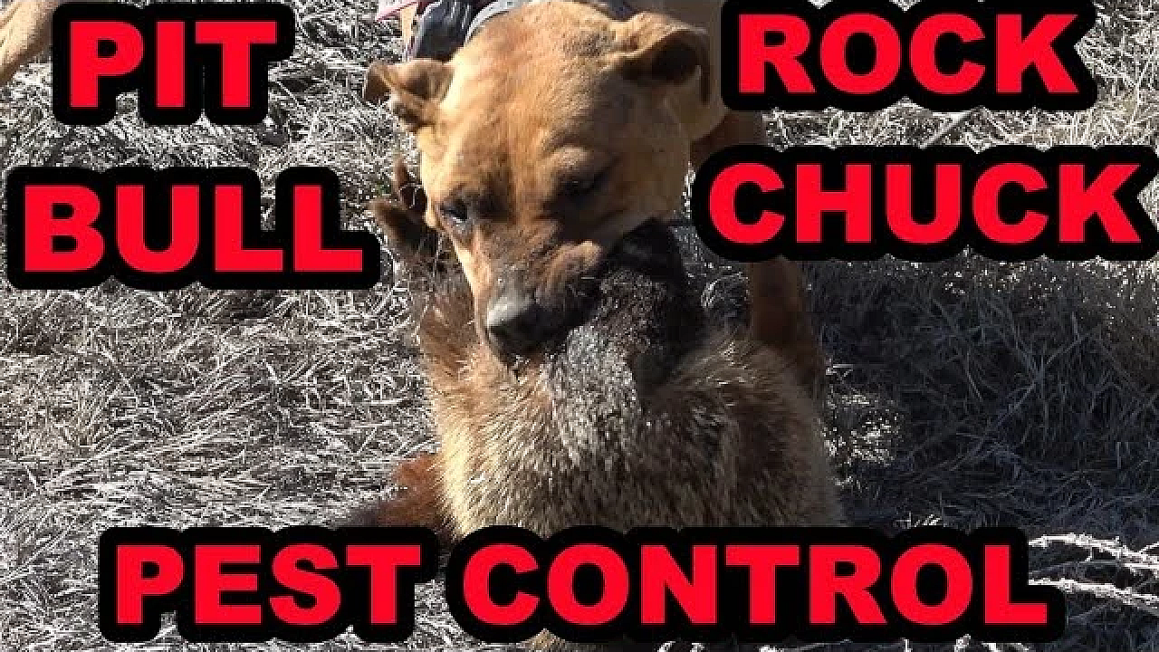Pit Bull Catches Huge Rock Chuck Doing Pest Control On The Canal.