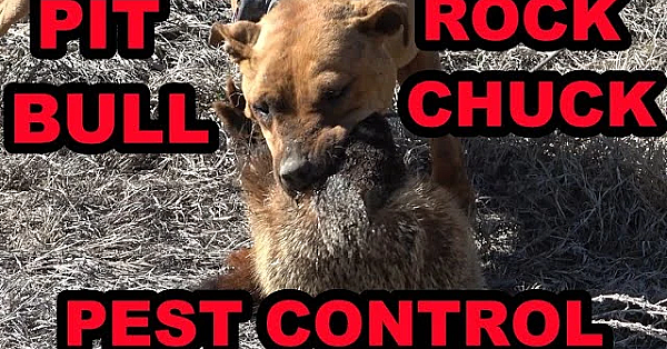 Pit Bull Catches Huge Rock Chuck Doing Pest Control On The Canal.