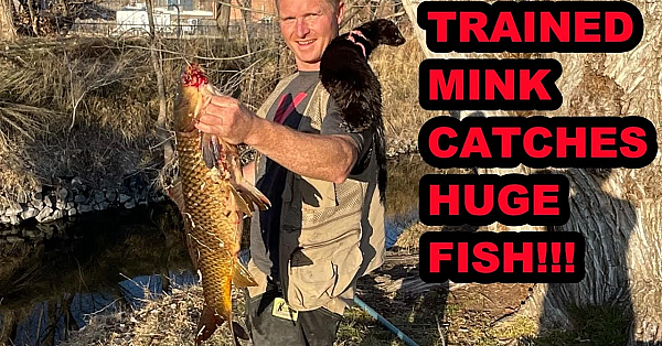 My Mink Spark Catches A Giant Fish!