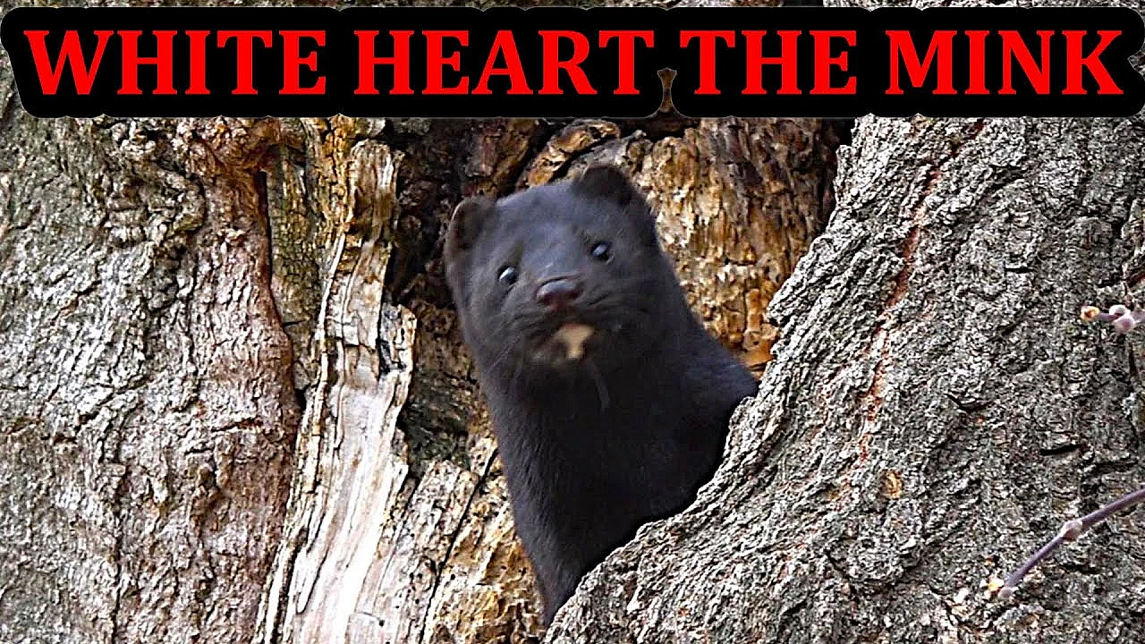 White Heart The Mink Ratting Up A Tree.