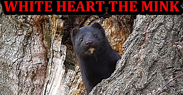 White Heart The Mink Ratting Up A Tree.